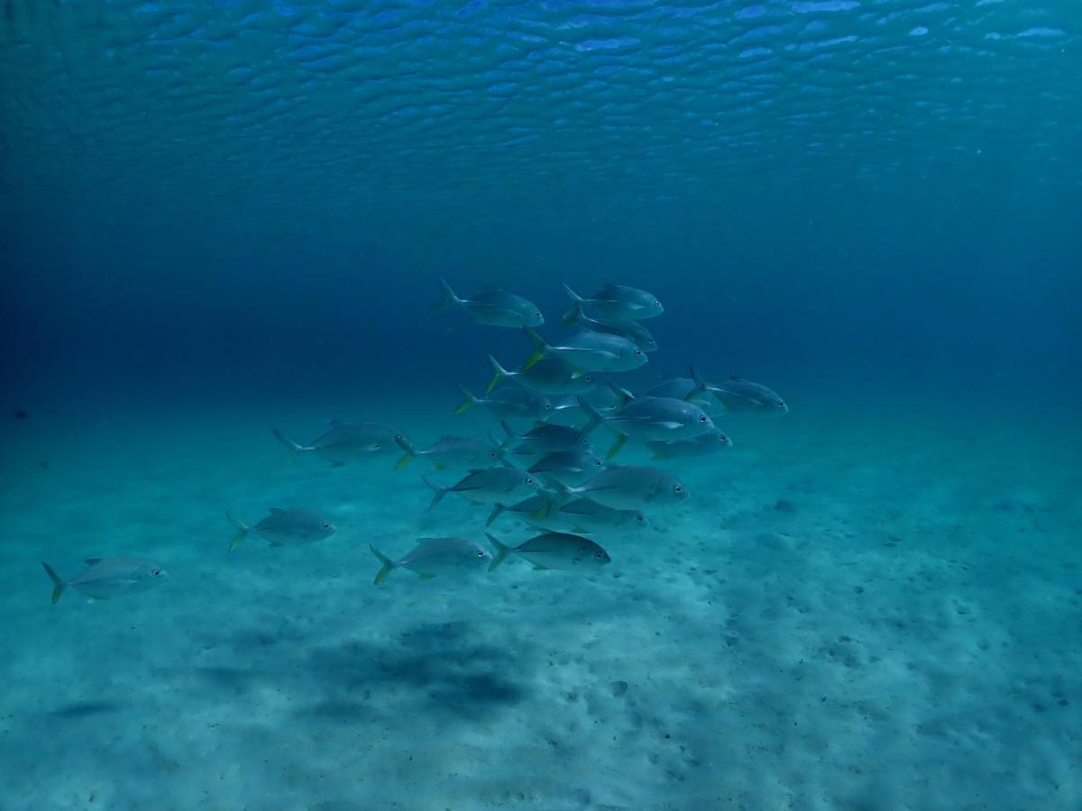 Paradise Cove Resort Naukacuvu Island Bagian luar foto